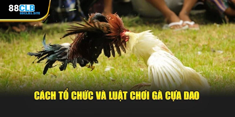 Cách tổ chức và luật chơi gà cựa dao
