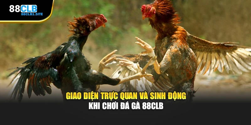 Giao diện trực quan và sinh động khi chơi Đá Gà 88CLB