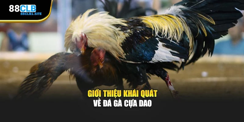 Giới thiệu khái quát về đá gà cựa dao