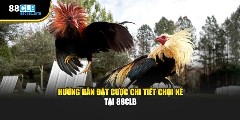 Hướng dẫn đặt cược chi tiết chọi kê tại 88CLB