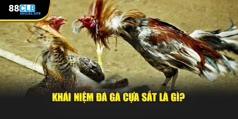 Khái niệm đá gà cựa sắt là gì