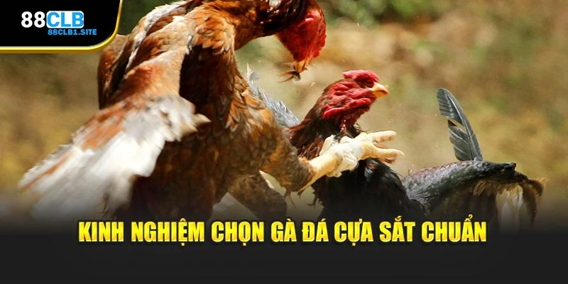 Kinh nghiệm chọn gà đá cựa sắt chuẩn