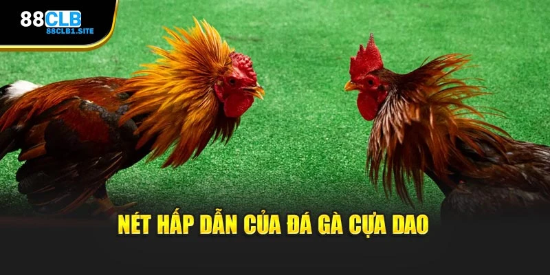 Nét hấp dẫn của đá gà cựa dao