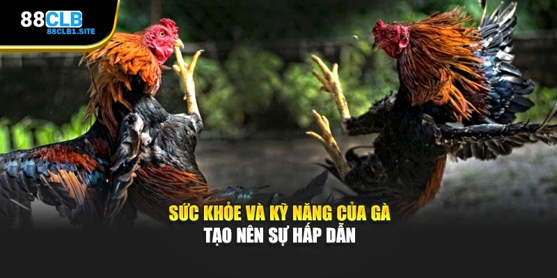 Sức khỏe và kỹ năng của gà tạo nên sự hấp dẫn