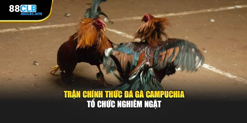 Trận chính thức đá gà Campuchia tổ chức nghiêm ngặt